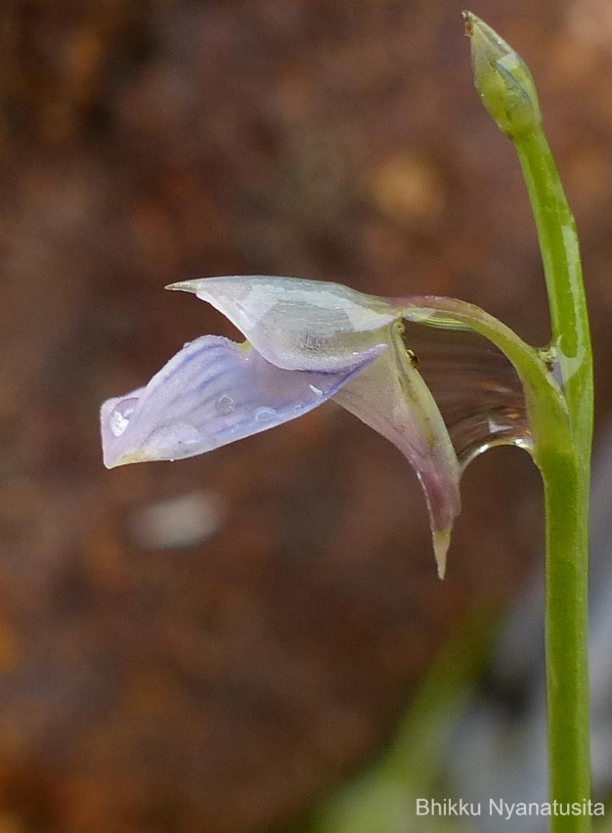 Utricularia uliginosa Vahl